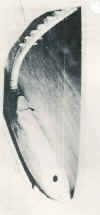 harp4c.JPG (49342 octets)